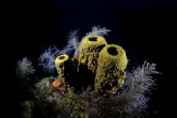 Sponge scene. Turks & Caicos by Andy Lerner 